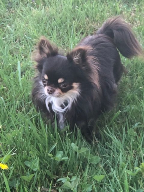 Pepito des Brumes de Rhodanie
