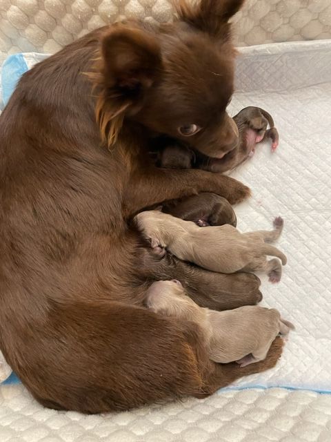 Reine margot des Brumes de Rhodanie