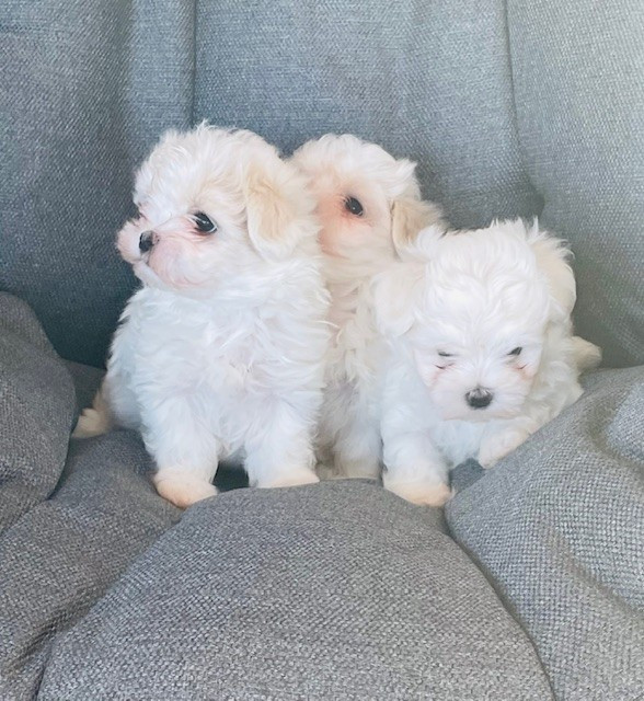 des Brumes de Rhodanie - Chiots disponibles - Bichon maltais