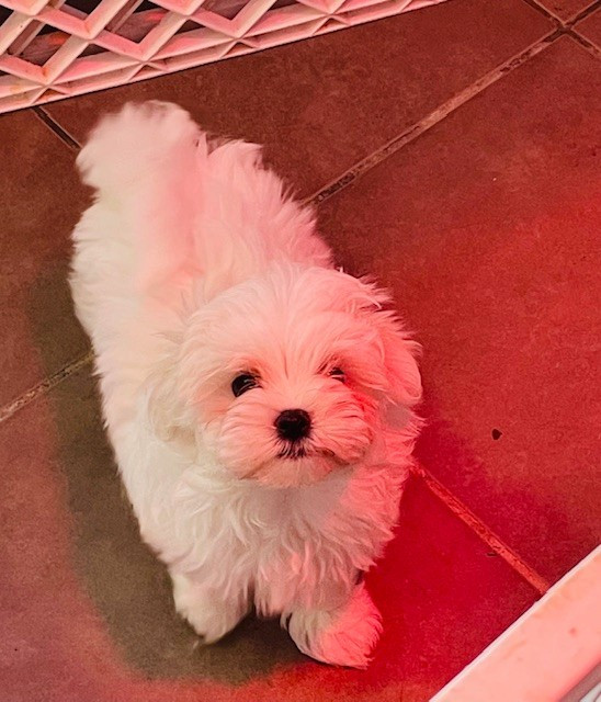 des Brumes de Rhodanie - Chiots disponibles - Bichon maltais