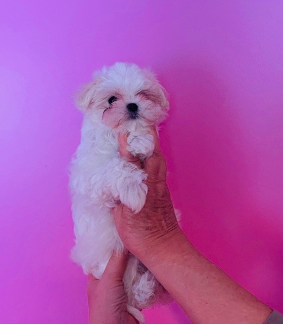 des Brumes de Rhodanie - Chiots disponibles - Bichon maltais