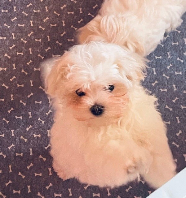 des Brumes de Rhodanie - Chiots disponibles - Bichon maltais
