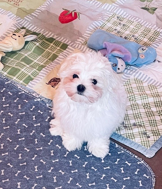 des Brumes de Rhodanie - Chiots disponibles - Bichon maltais