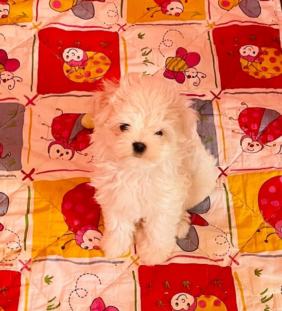 des Brumes de Rhodanie - Chiots disponibles - Bichon maltais