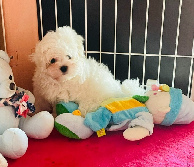 des Brumes de Rhodanie - Chiots disponibles - Bichon maltais