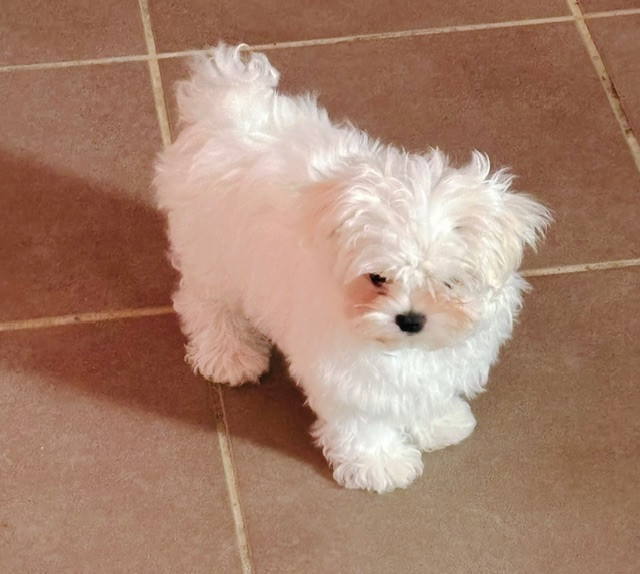 des Brumes de Rhodanie - Chiots disponibles - Bichon maltais