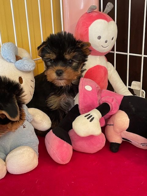 des Brumes de Rhodanie - Chiots disponibles - Yorkshire Terrier